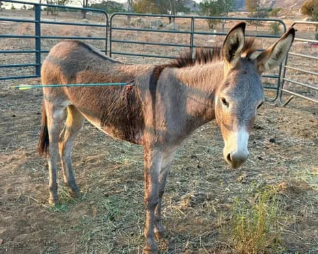 Donkey Recovering After Recent Projectile Strike on Feral Donkeys in the Golden State