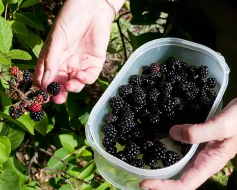 Seeking: Tasty Pastries to Make Use Of a Abundance of House-Made Jam
