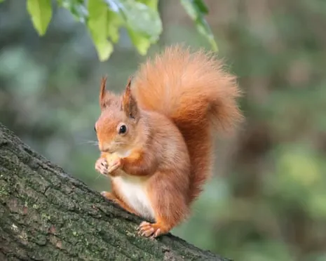 Isle of Wight Squirrels Prospering on Isle of Wight with Possibility to Grow Significantly, Research Shows