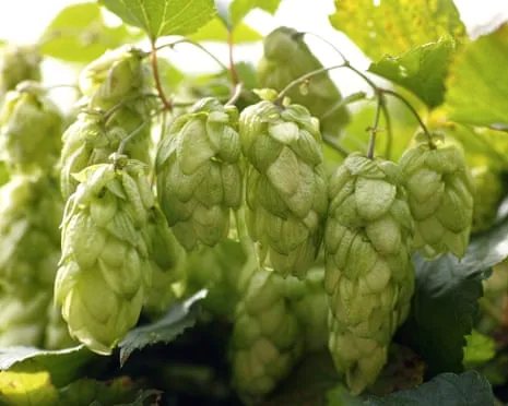 Create Your Own Brewing Corner: Cultivating Hops Proves to Be Easy and Rewarding