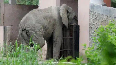 The Solitary Existence and Demise of India’s Capital’s Only African Elephant