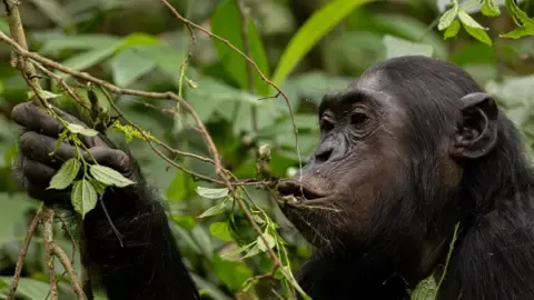 Wild Chimps Drinking the Equivalent of an Alcoholic Beverage Each Day from Overripe Produce, Investigation Reveals