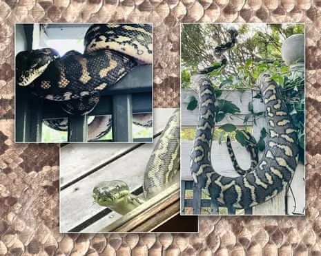 Accepting my Serpents in My Ceiling: A Journey from Dread to Admiration
