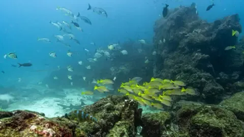Crucial Oceans Agreement Reaches Vital Milestone to Take Effect