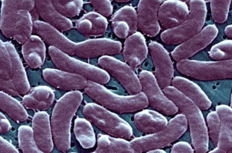 Louisiana Records Five Fatalities from Flesh-Eating Bacterium in Gulf Seawater